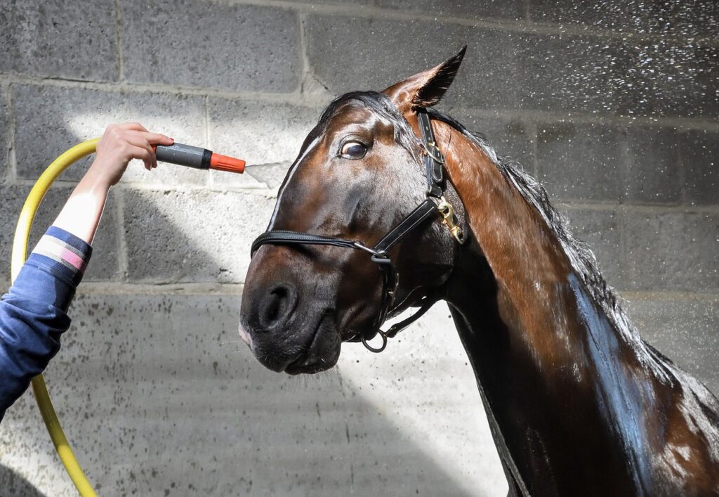 Horse being showered with a hose. It is a silly picture as it relates to the silly article of how and when to shower and use deodorant.